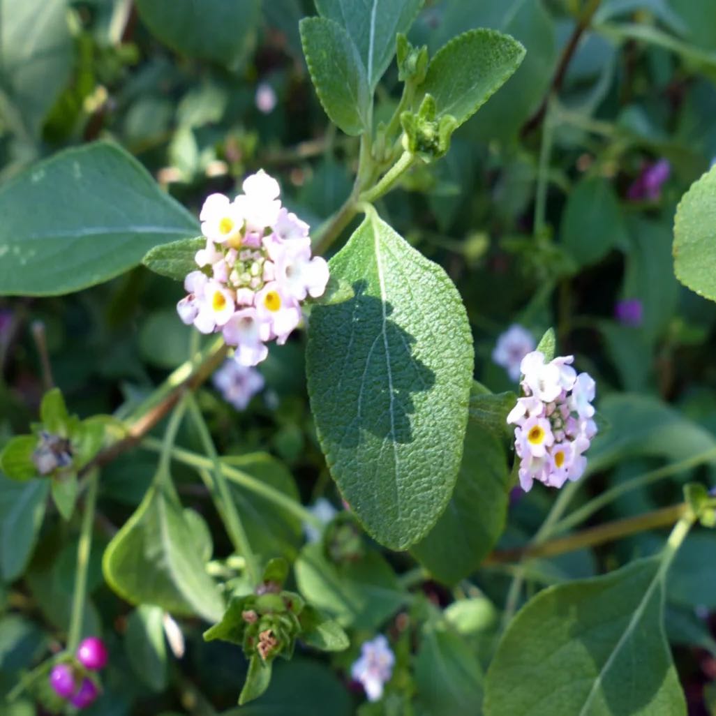Photo of the plant species Buttonsage by @StoutApple24 named Kobe on Greg, the plant care app