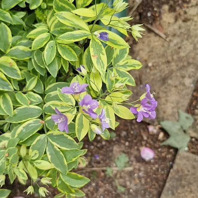 Photo of the plant species Spreading Jacob's Ladder by @LoyallyKanono43 named Coco on Greg, the plant care app