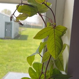 Photo of the plant species Passion Flower Vine by @HelpfulTupeia19 named Willow on Greg, the plant care app
