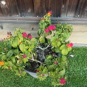 Photo of the plant species Yellow Sage by @DurablePrasium named Wall-E on Greg, the plant care app