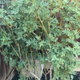 Photo of the plant species Nootka Rose by @DurablePrasium named Ulysses S Plant on Greg, the plant care app