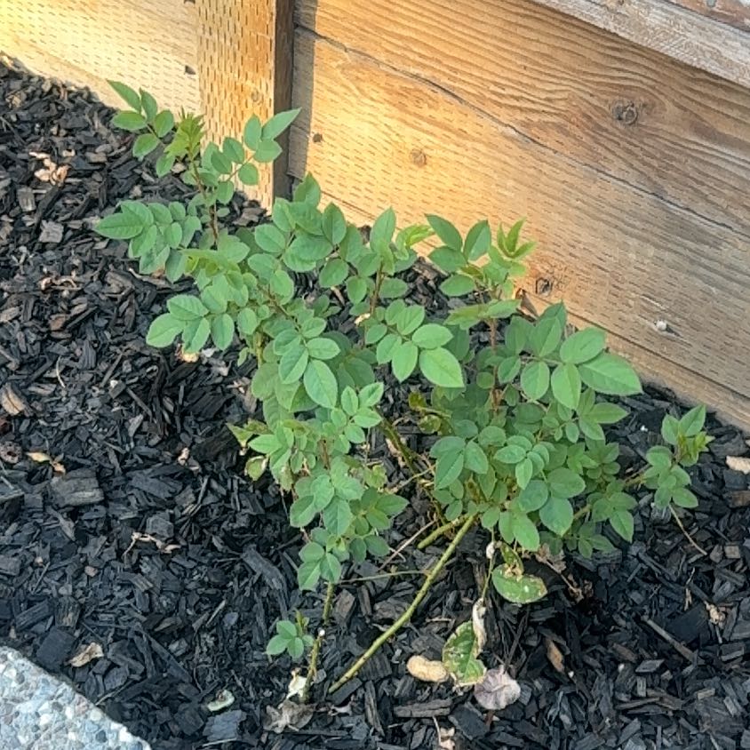 Photo of the plant species Japanese Rose by @DurablePrasium named Zeus on Greg, the plant care app