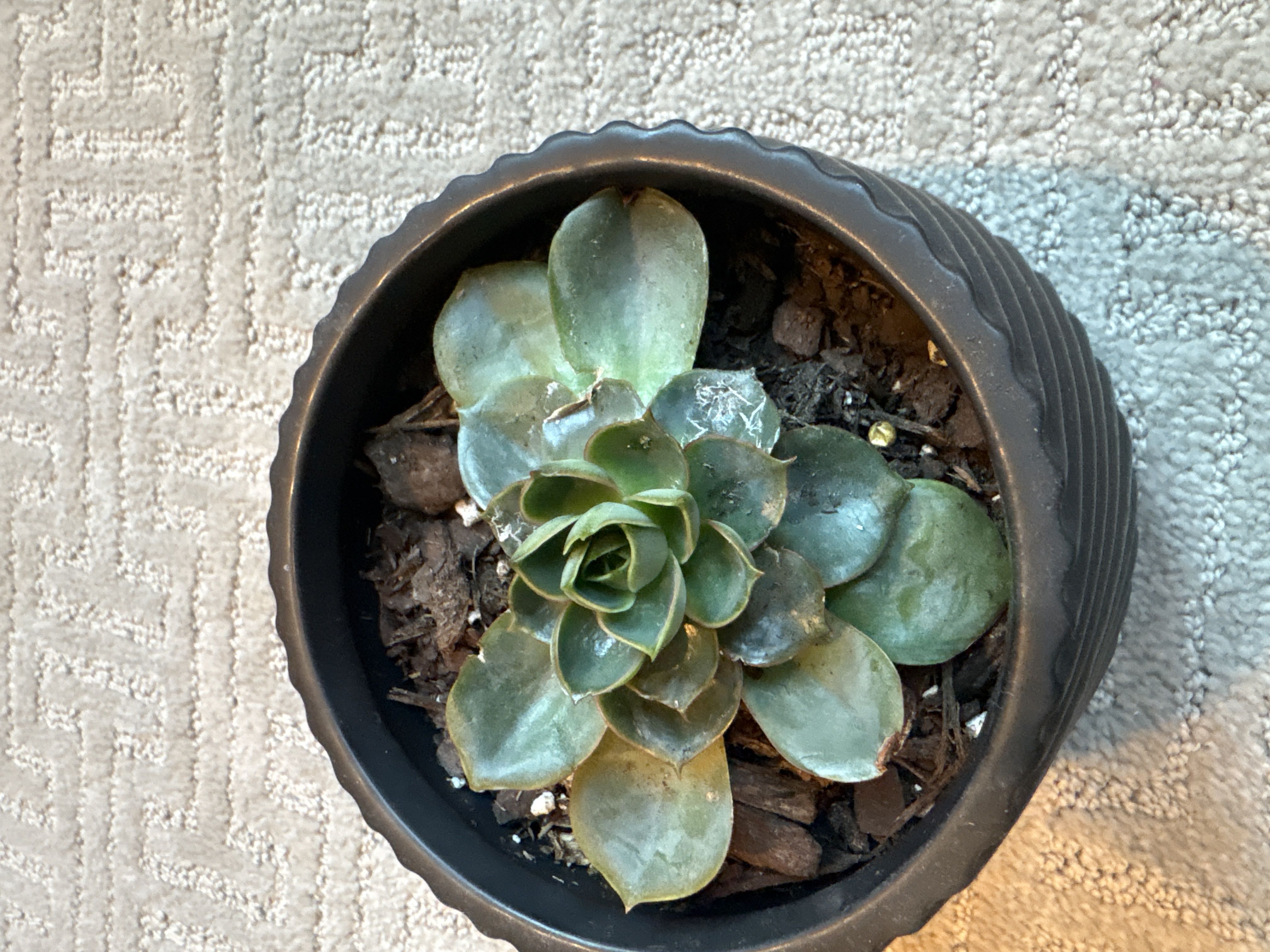 Photo from the post