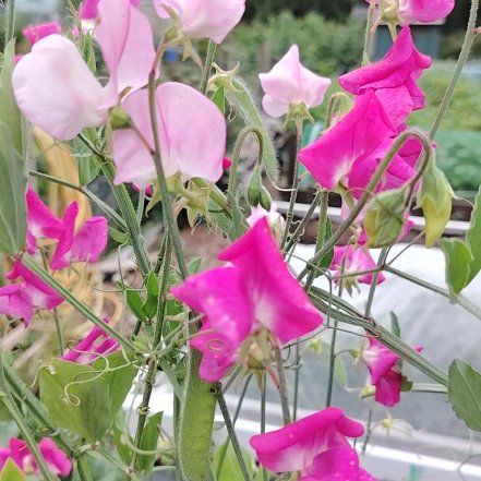 Photo of the plant species Annual Sweet Pea by @BrotherOricad48 named Sanders on Greg, the plant care app