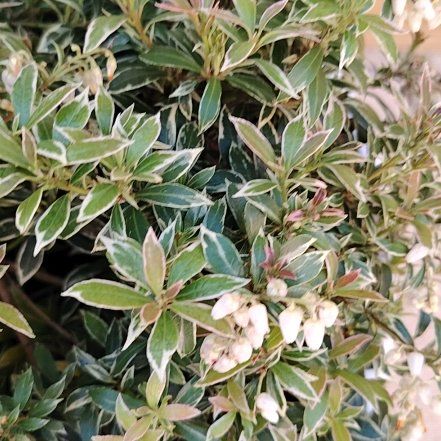 Photo of the plant species Holly Osmanthus by @BrotherOricad48 named Prince on Greg, the plant care app
