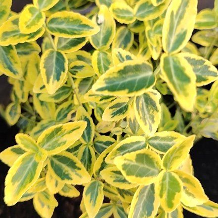 Photo of the plant species Fortune's Spindle by @BrotherOricad48 named Figyonce on Greg, the plant care app