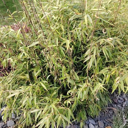 Photo of the plant species Monk's Belly Bamboo by @BrotherOricad48 named Marley on Greg, the plant care app