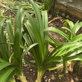 Photo of the plant species Agapanthus 'Blue' by @LimberPuriri74 named Emerson on Greg, the plant care app