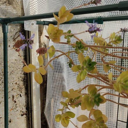 Photo of the plant species Plectranthus caninus by @SnappyAnthora80 named Coleus Caninus on Greg, the plant care app