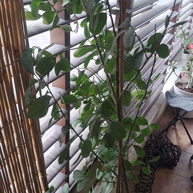 Photo of the plant species Dwarf Lisbon Lemon Tree by @SelectPepino27 named Ronaldo on Greg, the plant care app