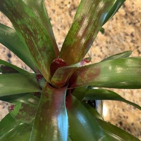 Photo of the plant species Bromeliad Medusa by @HappyAgave32 named Yelena Belova on Greg, the plant care app