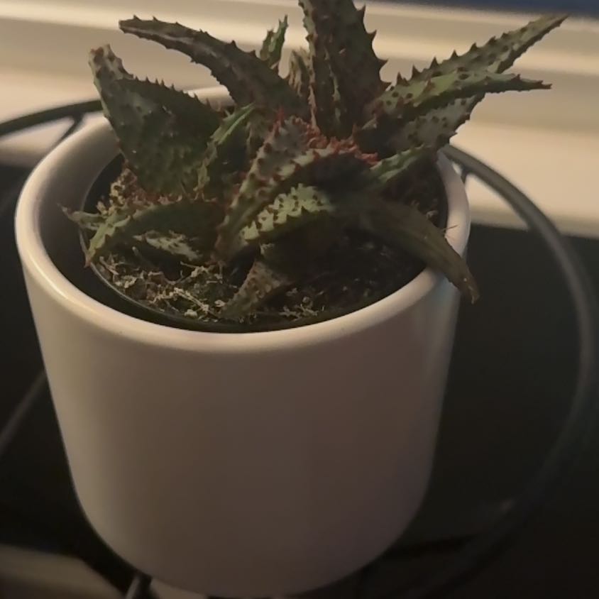 Photo of the plant species Red Aloe by @HappyAgave32 named Orwell on Greg, the plant care app