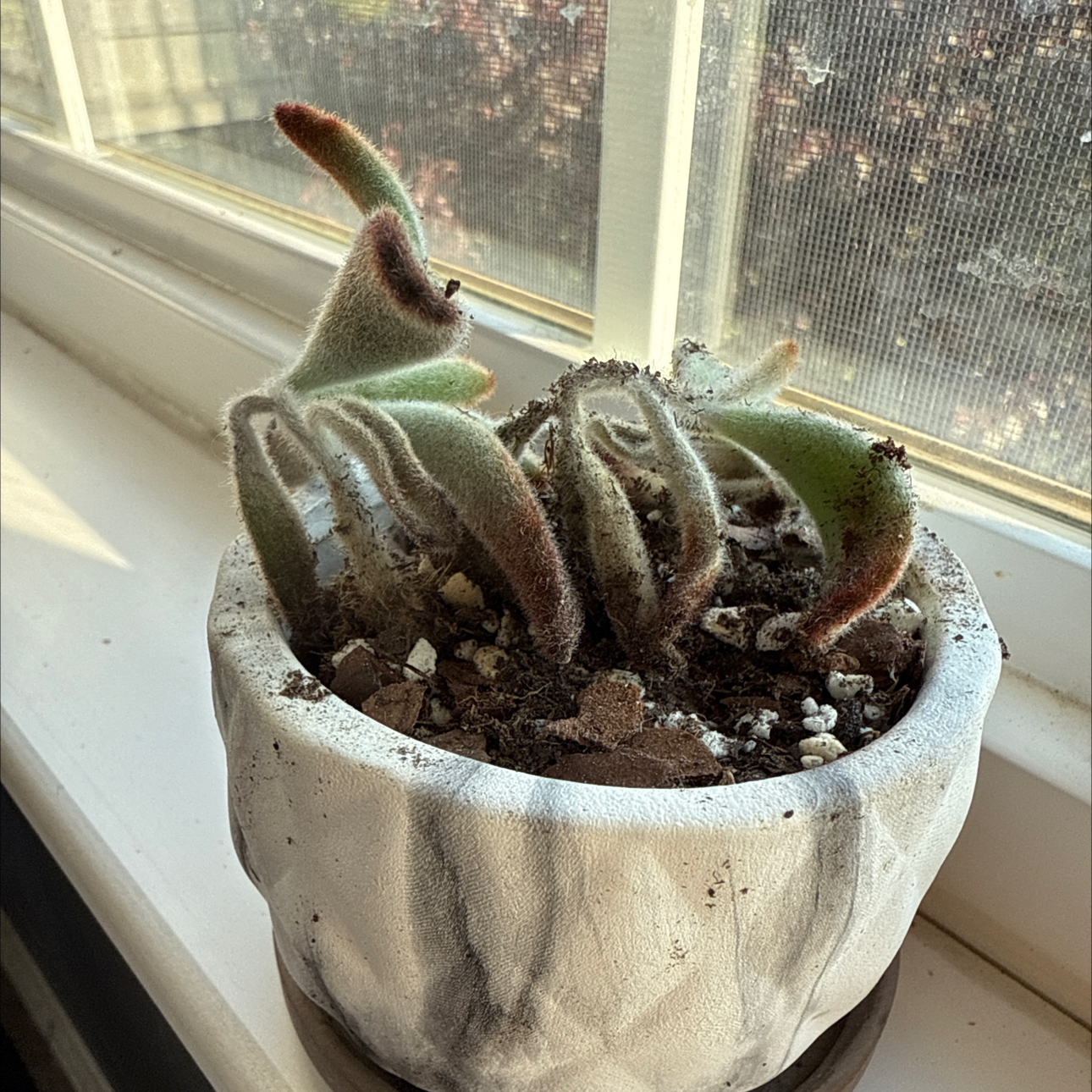 Photo of the plant species Kalanchoe 'Kimberly' by @HappyAgave32 named Yondu on Greg, the plant care app