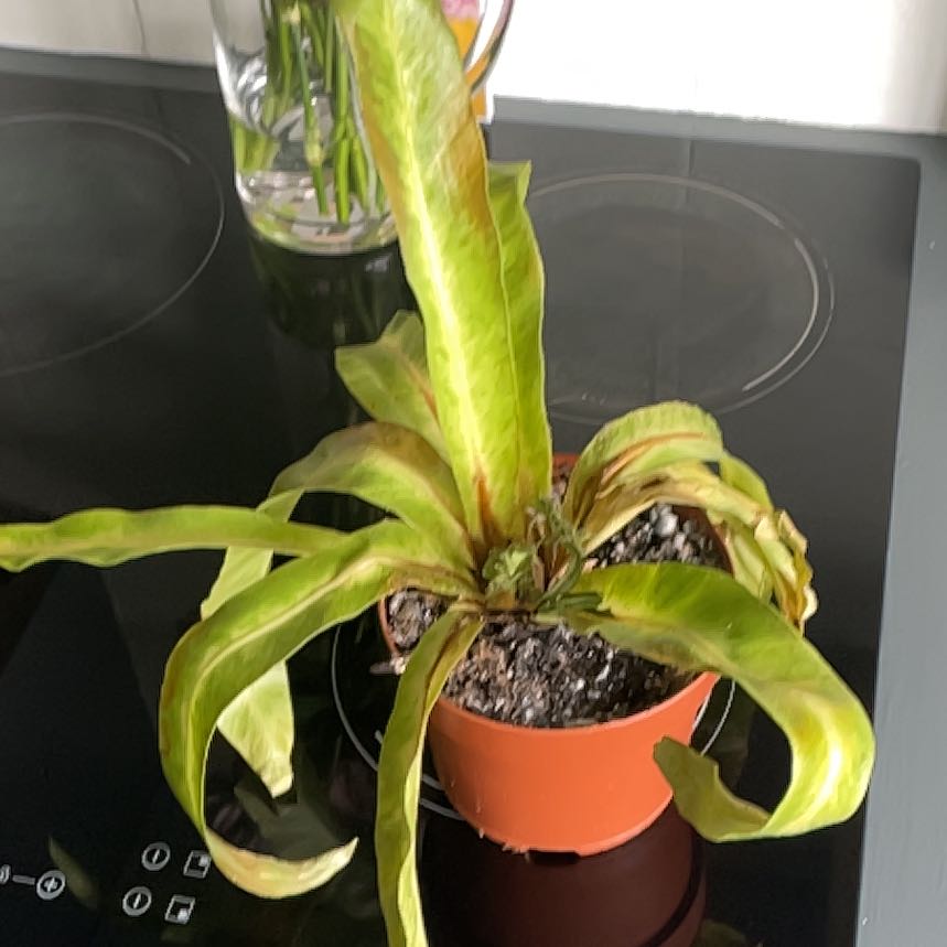 Photo of the plant species Bird's Nest Fern by @BustlingZzplant named Athena on Greg, the plant care app
