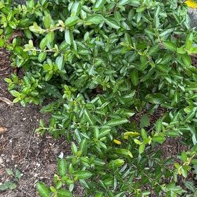 Photo of the plant species Scarlet Firethorn by @SportMugwort18 named Scarlett on Greg, the plant care app