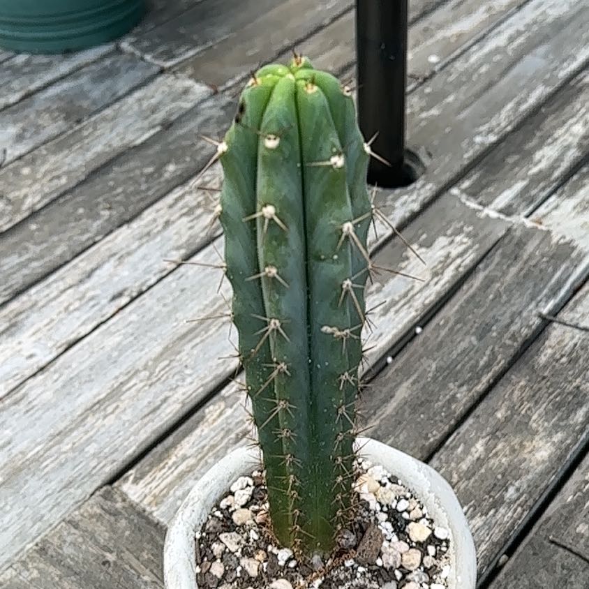 Photo of the plant species Bolivian Torch by @ZealfulPurei93 named Homer on Greg, the plant care app