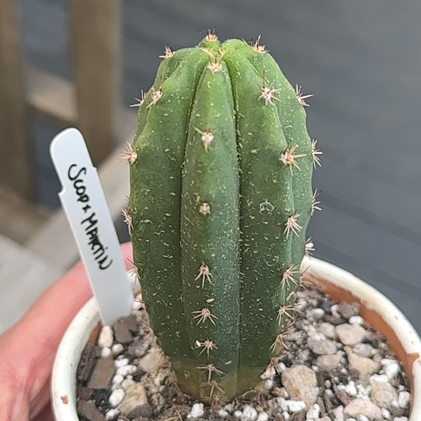 Photo of the plant species Bolivian Torch by @ZealfulPurei93 named Austen on Greg, the plant care app