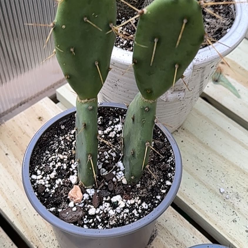 Photo of the plant species Dark Knight Prickly Pear by @ZealfulPurei93 named Oscar on Greg, the plant care app