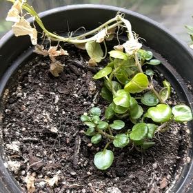 Photo of the plant species Water Cress by @PrincelyHoya5 named Cleopatra on Greg, the plant care app