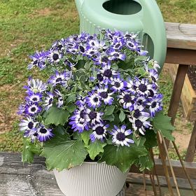 Photo of the plant species Senetti by @SuperPackcoleus named Khaleesi on Greg, the plant care app