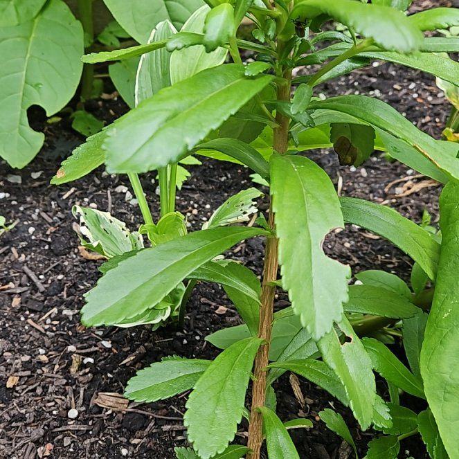 Photo of the plant species Obedient Plant by @JubilantMint95 named Rainier on Greg, the plant care app