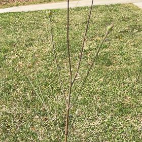 Photo of the plant species Pink Dogwood by @WinOlivetree93 named Muhammad Ali on Greg, the plant care app