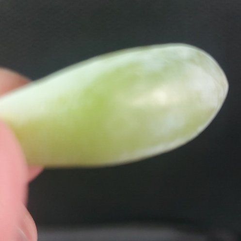 Photo of the plant species Ivy Gourd by @ShiningBlinks43 named Bodhi on Greg, the plant care app