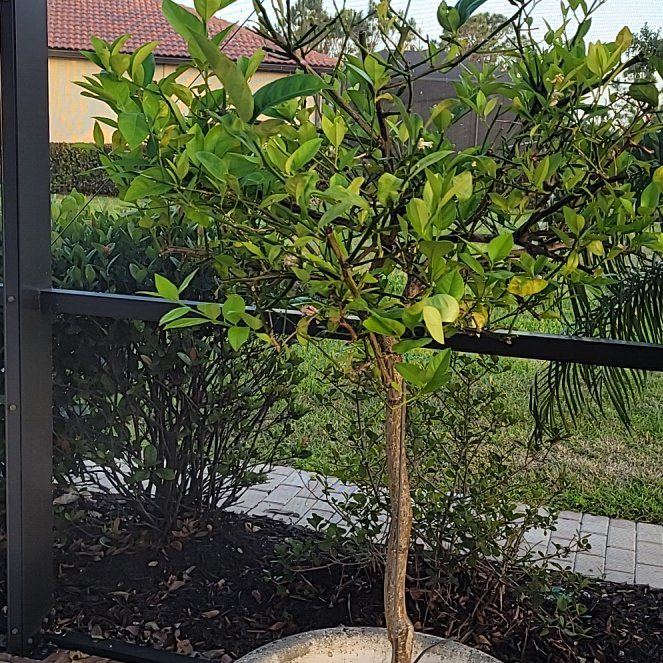 Photo of the plant species Cape Jasmine 'Little Daisy' by @OodlesRedlion87 named Fernie Mercury on Greg, the plant care app