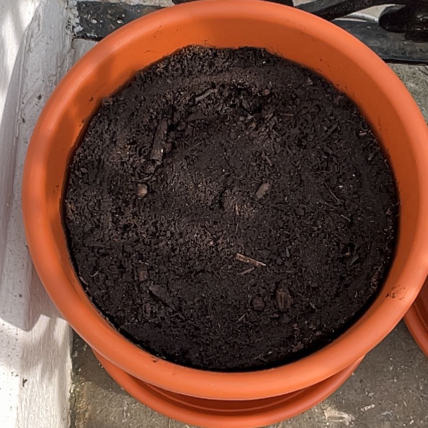 Photo of the plant species Courgette 'Defender' F1 Hybrid by @BriskMint31 named Diana on Greg, the plant care app