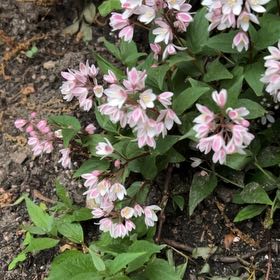 Photo of the plant species Carolina Springbeauty by @FavoredMastic69 named Leaf Erickson on Greg, the plant care app