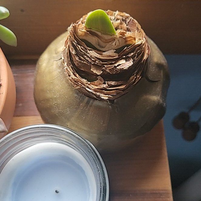 Photo of the plant species Blue-Hyacinth by @BuffAsterium13 named Ernie on Greg, the plant care app