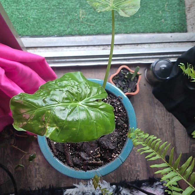 Photo of the plant species Elephant Ear by @IconOregano50 named Figyonce on Greg, the plant care app