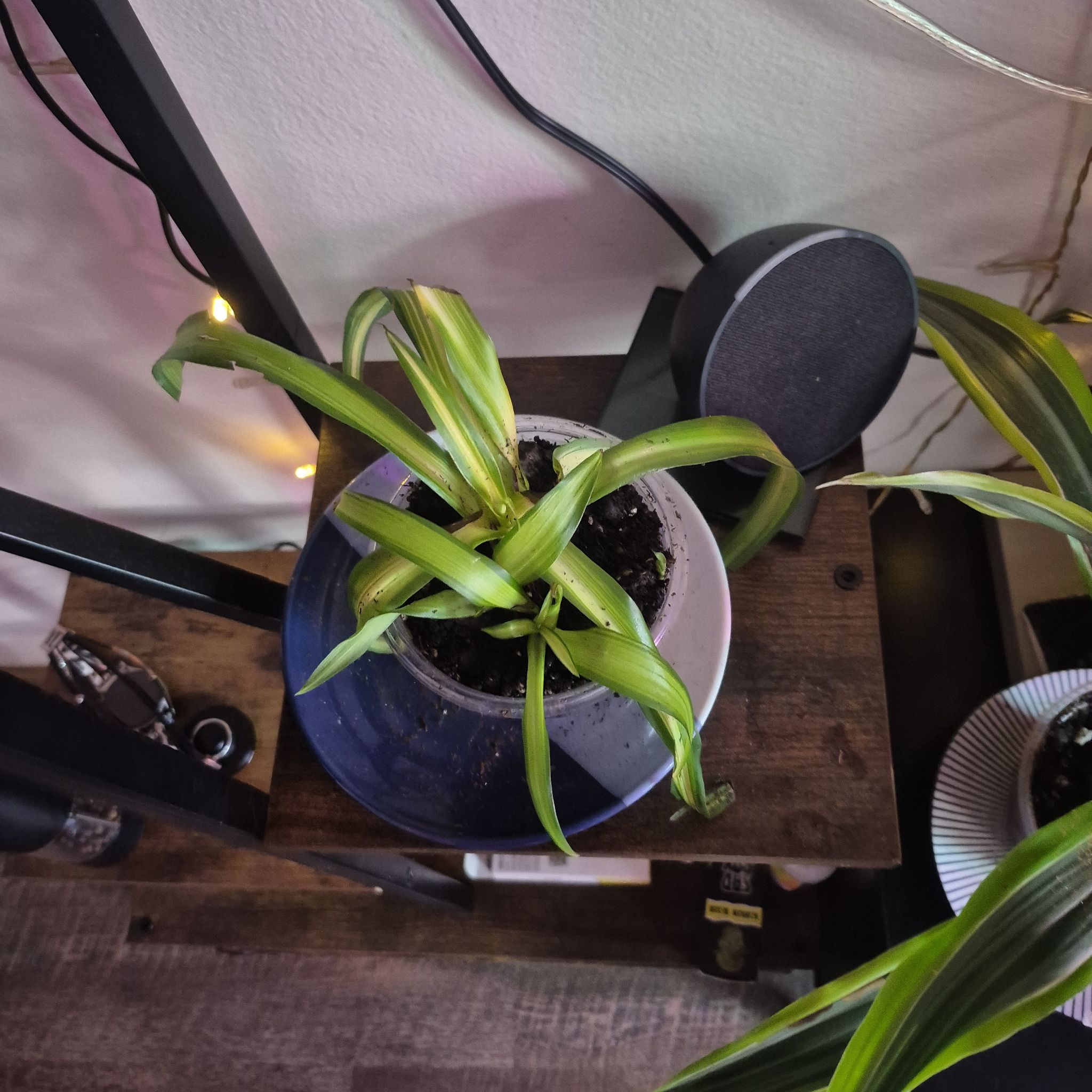 Photo of the plant species Spider Plant 'Green Edge' by @IconOregano50 named McKinley on Greg, the plant care app