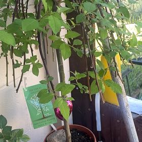 Photo of the plant species Weeping Pussy Willow by @PetHorminum85 named Denali on Greg, the plant care app