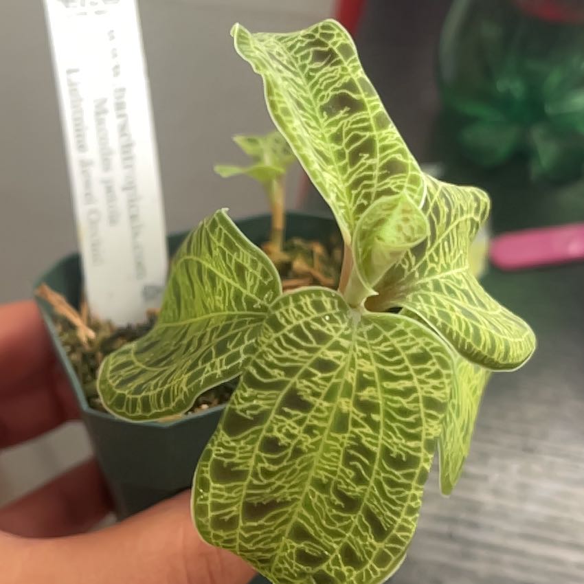 Photo of the plant species Lightning Bolt Jewel Orchid by @PetHorminum85 named Sigmund on Greg, the plant care app