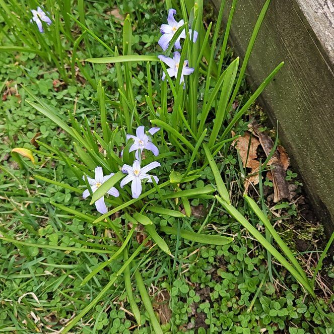 Photo of the plant species Forbes' Glory of the Snow by @GemLemon93 named Kardashian on Greg, the plant care app