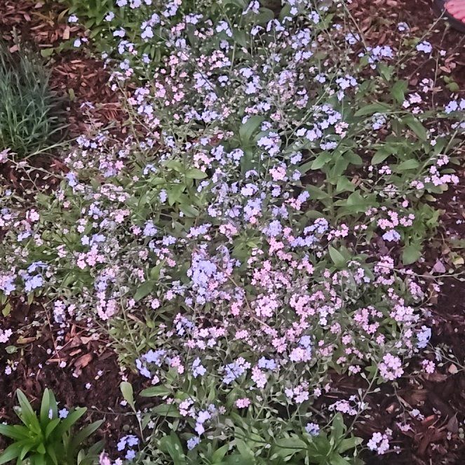 Photo of the plant species Rock Soapwort by @GemLemon93 named Kobe on Greg, the plant care app