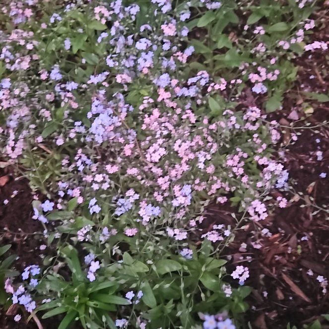 Photo of the plant species Rock Soapwort by @GemLemon93 named Doja Cat on Greg, the plant care app