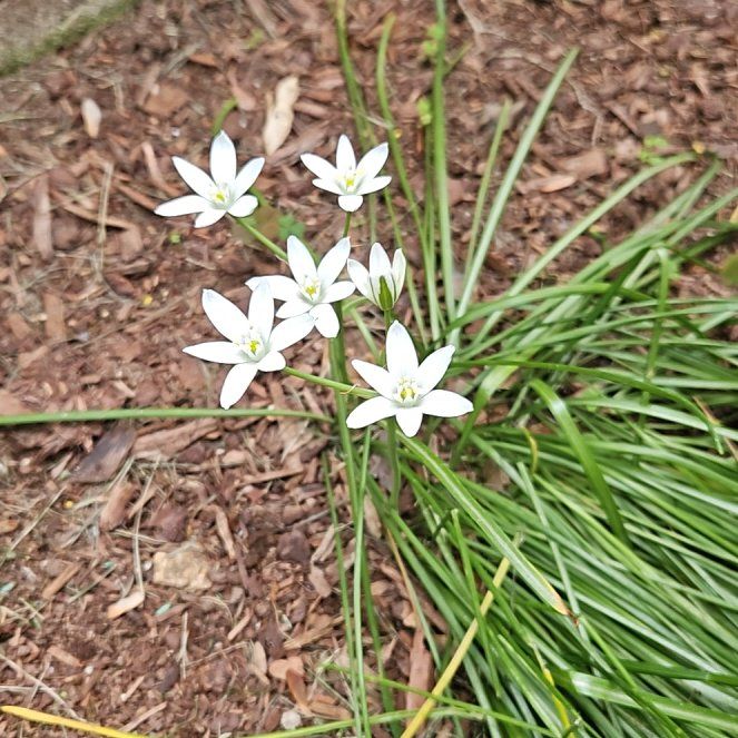 Photo of the plant species Star of Bethlehem by @GemLemon93 named Willow on Greg, the plant care app