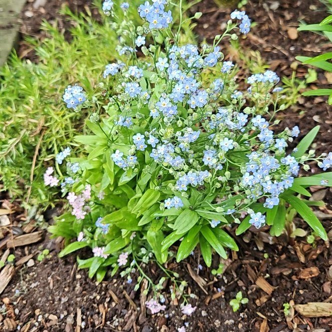 Photo of the plant species Forget-Me-Not by @GemLemon93 named Fernie Mac on Greg, the plant care app
