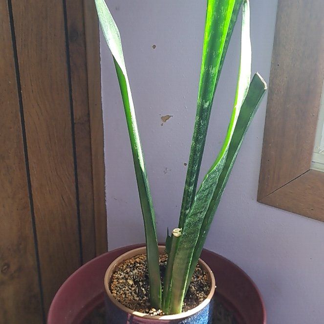 Photo of the plant species Snake Plant by @BigIronweed34 named Ronaldo on Greg, the plant care app