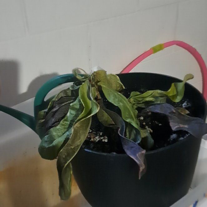 Photo of the plant species Cronton Banana by @BigIronweed34 named Gomez on Greg, the plant care app