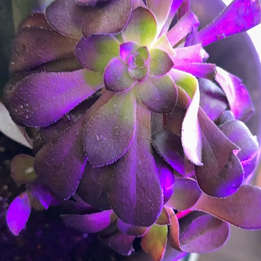 Photo of the plant species Black Rose by @MeteoricBonsi11 named Duke on Greg, the plant care app