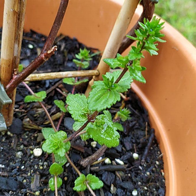 Plant care for Lesser Bougainvillea on Greg, the plant care app