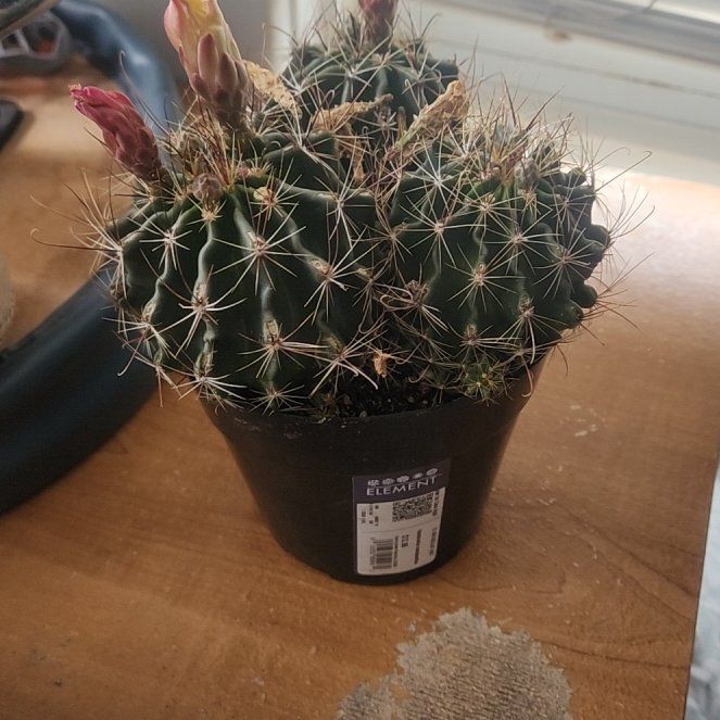 Photo of the plant species Hamatocactus by @FunKaraka40 named Gregarious on Greg, the plant care app