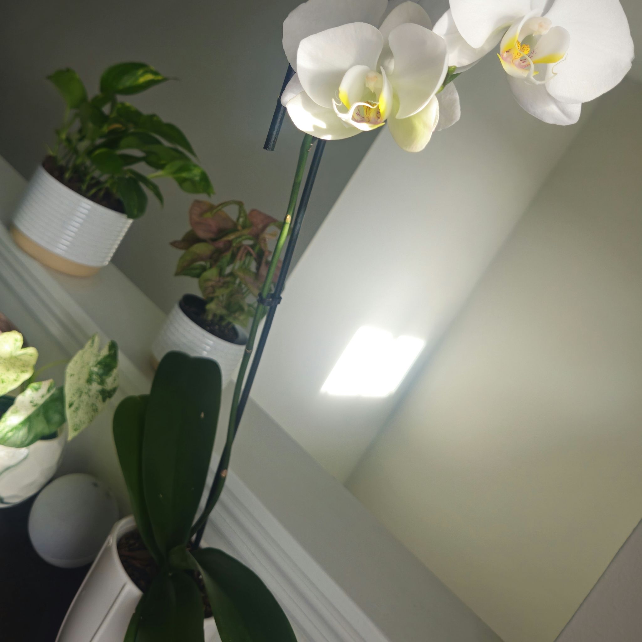 Photo of the plant species Swan Orchid by @PetSalsify72 named Lovely on Greg, the plant care app