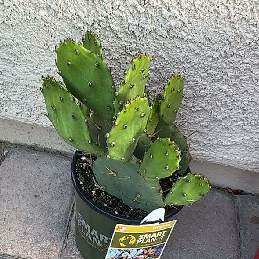 Photo of the plant species Cow Tongue Cactus by @cookysusie named Moo Moo on Greg, the plant care app