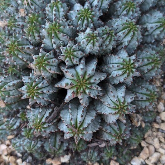 Photo of the plant species Euphorbia horrida 'Ice Storm' by @SiNCiTY named Anne on Greg, the plant care app