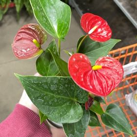 Photo of the plant species Flamingo Flower by @BigtimeCatthyme named Sage on Greg, the plant care app