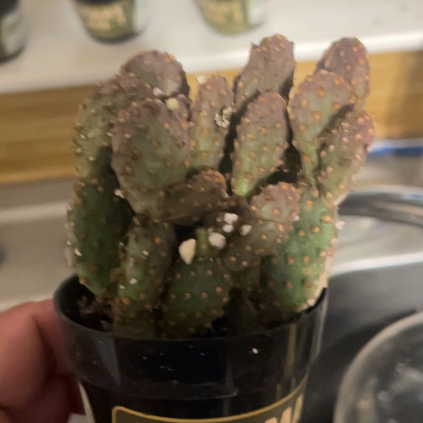 Photo of the plant species Mini Cinnamon Cactus by @PatientFrogbit3 named Rosa on Greg, the plant care app